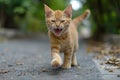 A Cheerful Feline Bounces Playfully, Showcasing Its Delightful And Comical Expression