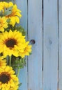 Cheerful floral with bright yellow silk sunflowers creating a border on a rustic blue washed plank background