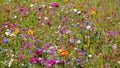 A lovely color mixture in the meadow