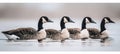 Cheerful geese joyously swimming in a glistening, serene, and crystal clear pond Royalty Free Stock Photo