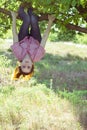 Girl hanging upside down in a tree Royalty Free Stock Photo