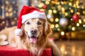 Cheerful golden retriever dog in Santa Claus hat near Christmas tree at home Royalty Free Stock Photo