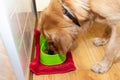 Cheerful golden retriever labrador enjoying breakfast.Adorable dog with bowl eat food in the kitchen.Closeup