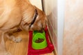 Cheerful golden retriever labrador enjoying breakfast.Adorable dog with bowl eat food in the kitchen.Closeup