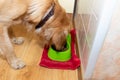 Cheerful golden retriever labrador enjoying breakfast.Adorable dog with bowl eat food in the kitchen.Closeup