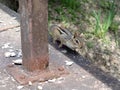 Cheerful gray-collared chipmunk (Neotamias cinereicollis) peering up from behind a sturdy pole