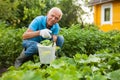 Cheerful gray-haired man with harvest of cucumbers on his farm