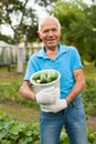 Cheerful gray-haired man with harvest of cucumbers on his farm