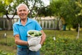 cheerful gray-haired man with harvest of cucumbers on his farm