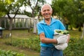 Cheerful gray-haired man with harvest of cucumbers on his farm