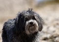 Cheerful gray poodle stands on a rocky beach looking into the camera