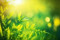 cheerful green leaf blurred background with grass and green plants in sunny glade