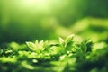 Cheerful green leaf blurred background with grass and green plants in sunny glade