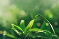 Cheerful green leaf blurred background with grass and green plants in sunny glade