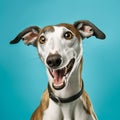 Cheerful Greyhound: A Pop Art Inspired Smiling Dog