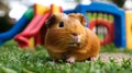 Cheerful Guinea Pig Exploring Miniature Playground in Nature