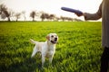 Cheerful and happy dog labrador retriever plays with his young woman owner on a green field on the sunset at spring. The dog Royalty Free Stock Photo
