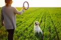 Cheerful and happy dog labrador retriever plays with his young woman owner on a green field on the sunset at spring. The dog Royalty Free Stock Photo