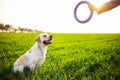 Cheerful and happy dog labrador retriever plays with his young woman owner on a green field on the sunset at spring. The dog Royalty Free Stock Photo