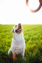 Cheerful and happy dog labrador retriever plays with his young woman owner on a green field on the sunset at spring. The dog Royalty Free Stock Photo