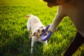 Cheerful and happy dog labrador retriever plays with his young woman owner on a green field on the sunset at spring. The dog holds Royalty Free Stock Photo