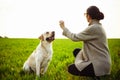 Cheerful and happy dog labrador retriever plays with his young woman owner on a green field on the sunset at spring. Girl trains Royalty Free Stock Photo