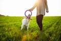 Cheerful and happy dog labrador retriever plays with his young woman owner on a green field on the sunset at spring. The dog holds Royalty Free Stock Photo