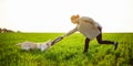 Cheerful and happy dog labrador retriever plays with his young woman owner on a green field on the sunset at spring. The dog holds Royalty Free Stock Photo