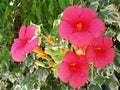 Cheerful happy red trumpet flowers in the garden Royalty Free Stock Photo