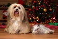 Cheerful Havanese dog and a colorpoint kitten in Christmas