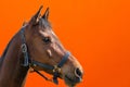 Cheerful Horse,classic bridle.Brown horse close up head shot portrait against carrot background.copy space.Side view Royalty Free Stock Photo