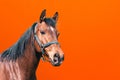 Cheerful Horse,classic bridle.Brown horse close up head shot portrait against orange background.copy space.Side view Royalty Free Stock Photo