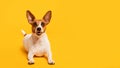 Cheerful Jack Russell Terrier lying down on yellow background, copy space Royalty Free Stock Photo