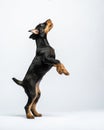 Jagdterrier puppy stood up on its hind legs. Portrait of puppy in the studio on white background. Pet jumping up