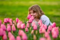 Cheerful kid sitting in green grass looking at pink tulips. Cute child plays in spring blossom field. Happy child Royalty Free Stock Photo