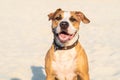 Cheerful kind dog sits in sand outdoors. Cute staffordshire terr Royalty Free Stock Photo