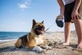 Teenage guy with blond hair and leash in hands plays and walks with dog of Akina Inu breed on wild beach along Black Sea Royalty Free Stock Photo