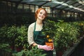 Cheerful lady in apron and pink gloves standing with little mandarin tree in pot and happily looking in camera in Royalty Free Stock Photo