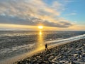 Cheerful little girl walking and searching shells on beach of North Sea during low tide on cold but sunny spring day. Royalty Free Stock Photo