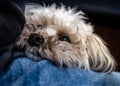 Cheerful-looking fluffy canine is perched on a person's lap