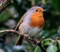 Cheerful-looking robin perched on a gnarled tree branch in a sunny garden setting