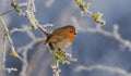 Cheerful-looking robin perched on a gnarled tree branch in a sunny garden setting