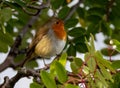 Cheerful-looking robin perched on a gnarled tree branch in a sunny garden setting