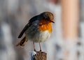 Cheerful-looking robin perched on a gnarled tree branch in a sunny garden setting