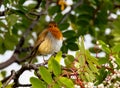 Cheerful-looking robin perched on a gnarled tree branch in a sunny garden setting