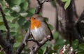 Cheerful-looking robin perched on a gnarled tree branch in a sunny garden setting