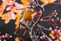 Cheerful-looking robin perched on a gnarled tree branch in a sunny garden setting