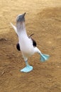 Cheerful mating dance of Blue-footed boobie