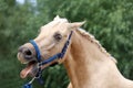 Cheerful morgan mare showing us her healthy teeth Royalty Free Stock Photo