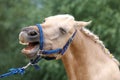 Cheerful morgan mare showing us her healthy teeth Royalty Free Stock Photo